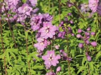 Pacific-Rittersporn &#8218;Astolat&#8216;, Delphinium x cultorum Pacific &#8218;Astolat&#8216;, Topfware