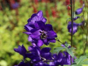 Pacific-Rittersporn &#8218;Black Knight&#8216;, Delphinium x cultorum Pacific &#8218;Black Knight&#8216;, Topfware