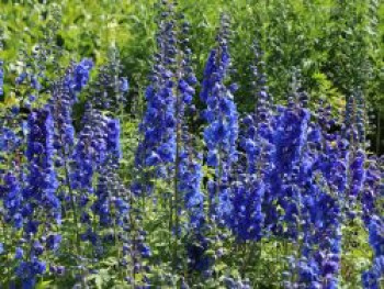 Pacific-Rittersporn &#8218;Blue Bird&#8216;, Delphinium x cultorum Pacific &#8218;Blue Bird&#8216;, Topfware