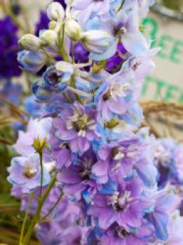 Pacific-Rittersporn 'Camelliard', Delphinium x cultorum Pacific 'Camelliard', Topfware