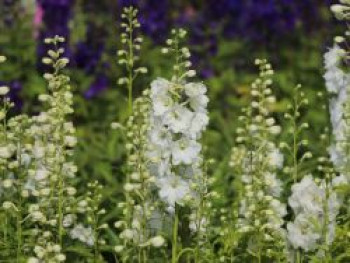 Pacific-Rittersporn &#8218;Galahad&#8216;, Delphinium x cultorum Pacific &#8218;Galahad&#8216;, Topfware