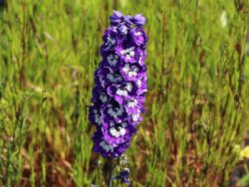 Pacific-Rittersporn 'King Arthur', Delphinium x cultorum Pacific ', Topfware