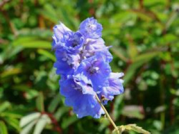 Pacific-Rittersporn 'Magic Fountain Dark Blue White Bee', Delphinium x cultorum 'Magic Fountain Dark Blue White Bee', Topfware
