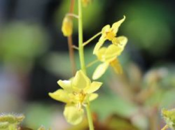 Pagels Kleine Elfenblume, Epimedium colchicum, Topfware