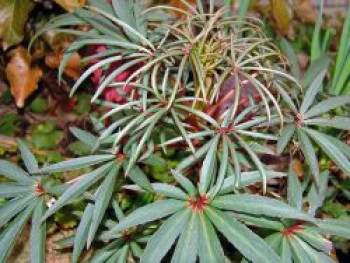 Palmblatt-Nieswurz 'Wester Flisk', Helleborus foetidus 'Wester Flisk', Topfware