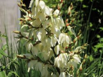 Palmlilie 'Bright Edge', Yucca filamentosa 'Bright Edge', Containerware