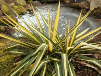 Palmlilie 'Color Guard', Yucca filamentosa 'Color Guard', Containerware