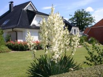 Palmlilie, Yucca filamentosa, Containerware