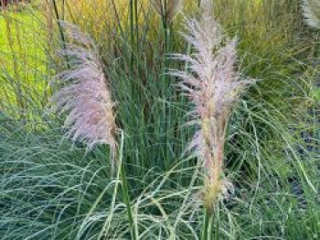 Pampasgras 'Pink Phantom', Cortaderia selloana 'Pink Phantom', Topfware