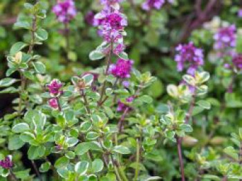 Panaschierter Thymian &#8218;Foxley&#8216;, Thymus pulegioides &#8218;Foxley&#8216;, Topfware