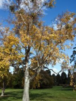 Papier-Birke, 50-80 cm, Betula papyrifera, Topfware