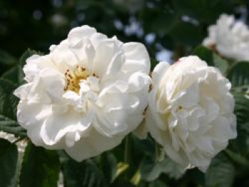 Parkrose &#8218;Alba Suaveolens&#8216;, Rosa &#8218;Alba Suaveolens&#8216;, Containerware