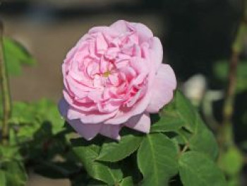 Parkrose 'Fantin Latour', Rosa 'Fantin Latour', Containerware