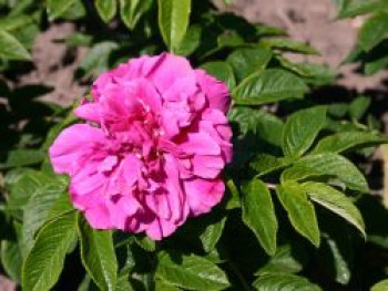 Parkrose 'Hansa', Rosa rugosa 'Hansa', Containerware