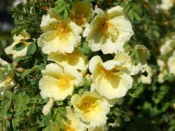 Chinesische Gold-Rose, Rosa hugonis, Containerware