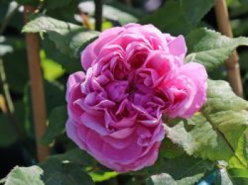 Parkrose &#8218;Jacques Cartier&#8216;, Rosa &#8218;Jacques Cartier&#8216;, Containerware