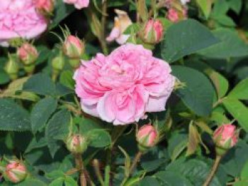 Parkrose &#8218;Königin von Dänemark&#8216;, Rosa &#8218;Königin von Dänemark&#8216;, Wurzelware