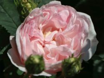 Parkrose 'Maiden's Blush', Rosa 'Maiden's Blush', Wurzelware