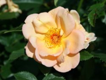 Parkrose &#8218;Maigold&#8216;, Rosa &#8218;Maigold&#8216;, Containerware