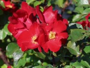 Parkrose 'Robusta' ®, Rosa 'Robusta' ®, Containerware