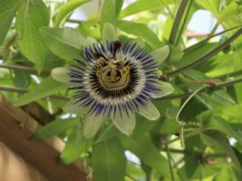 Passionsblume &#8218;Purple Haze&#8216;, 40-60 cm, Passiflora caerulea &#8218;Purple Haze&#8216;, Containerware