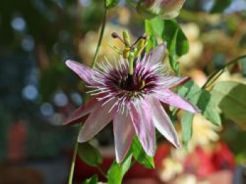 Passionsblume &#8218;Victoria&#8216;, 40-60 cm, Passiflora &#8218;Victoria&#8216;, Containerware