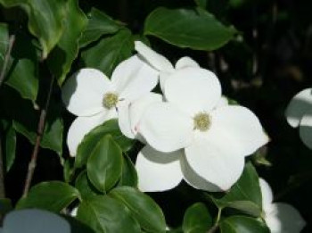 Pazifischer Blüten-Hartriegel, 125-150 cm, Cornus nuttallii, Containerware