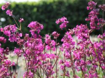 Pechnelke &#8218;Feuer&#8216;, Lychnis viscaria &#8218;Feuer&#8216;, Topfware