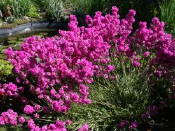 Pechnelke, Lychnis viscaria, Topfware