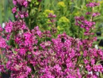 Pechnelke &#8218;Splendens&#8216;, Lychnis viscaria &#8218;Splendens&#8216;, Topfware