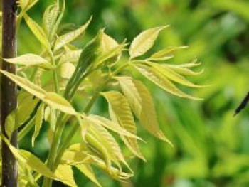 Pekannuss 'Pawnee', 40-60 cm, Carya illinoinensis 'Pawnee', Containerware
