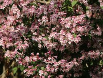 Perlmuttstrauch &#8218;Pink Cloud&#8216;, 40-60 cm, Kolkwitzia amabilis &#8218;Pink Cloud&#8216;, Containerware