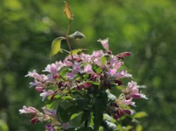 Perlmuttstrauch &#8218;Rosea&#8216;, 80-100 cm, Kolkwitzia amabilis &#8218;Rosea&#8216;, Containerware