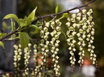 Perlschweif 'Celina', 30-40 cm, Stachyurus chinensis 'Celina', Containerware