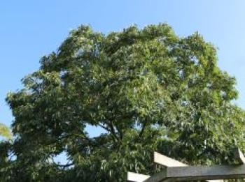 Amerikanische Persimone, 60-80 cm, Diospyros virginiana, Containerware