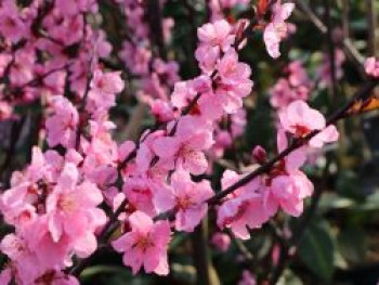 Mandel-Pfirsich 'Spring Glow', 100-125 cm, Prunus x amygdalopersica 'Spring Glow', Containerware