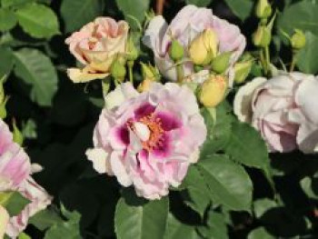 Persische Rose Hugs and Kisses ® &#8218;Eyes for You&#8216;, Stamm 60 cm, Rosa persica Hugs and Kisses ® &#8218;Eyes for You&#8216;, Stämmchen