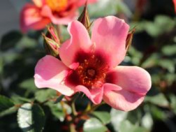 Persische Rose Hugs and Kisses ® 'For Your Eyes Only', Rosa persica Hugs and Kisses ® 'For Your Eyes Only', Containerware