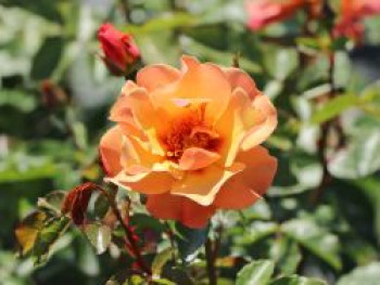 Persische Rose Hugs and Kisses ® 'Persian Sun', Rosa persica Hugs and Kisses ® 'Persian Sun', Containerware