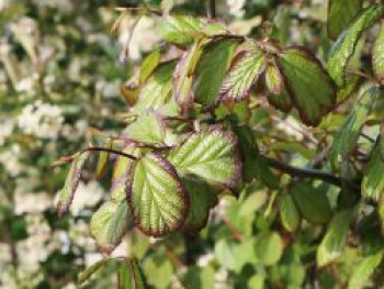 Persischer Eisenholzbaum / Eisenbaum, 100-125 cm, Parrotia persica, Containerware