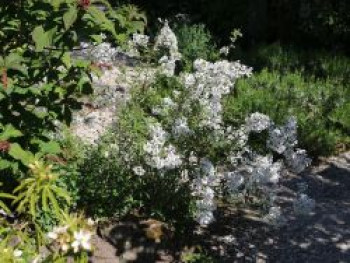 Persischer Flieder 'Alba', Stamm 50 cm, 60-90 cm, Syringa persica 'Alba', Stämmchen