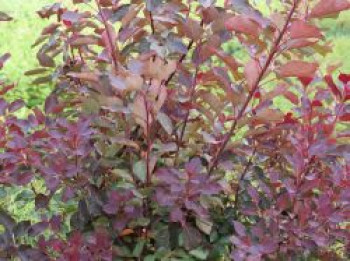 Perückenstrauch 'Dusky Maiden', 60-80 cm, Cotinus coggygria 'Dusky Maiden', Containerware
