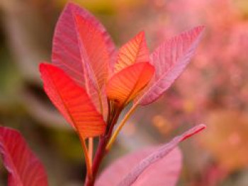 Perückenstrauch 'Grace', 10-20 cm, Cotinus dummeri 'Grace', Topfware