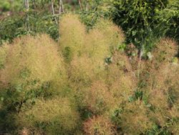 Perückenstrauch / Grüner Perückenstrauch, 40-60 cm, Cotinus coggygria, Containerware