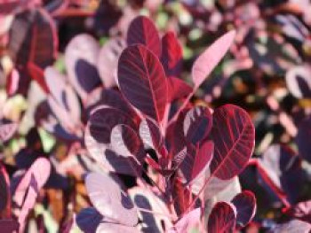 Perückenstrauch &#8218;Lilla&#8216; ®, 30-40 cm, Cotinus coggygria &#8218;Lilla&#8216; ®, Containerware