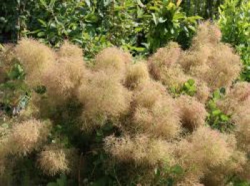 Perückenstrauch &#8218;Young Lady&#8216;, 30-40 cm, Cotinus coggygria &#8218;Young Lady&#8216;, Containerware