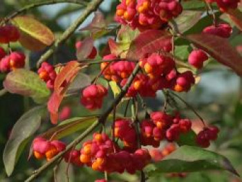 Pfaffenhütchen / Gemeiner Spindelbaum, 100-150 cm, Euonymus europaeus, Containerware