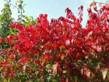 Pfaffenhütchen / Korkspindel / Korkflügelstrauch, 30-40 cm, Euonymus alatus, Containerware