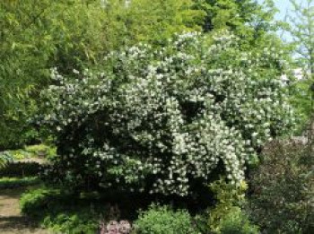 Pfeifenstrauch / Falscher Jasmin &#8218;Dame Blanche&#8216;, 40-60 cm, Philadelphus &#8218;Dame Blanche&#8216;, Containerware