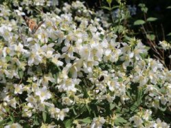 Pfeifenstrauch / Falscher Jasmin / Duftjasmin &#8218;Erectus&#8216;, 60-100 cm, Philadelphus &#8218;Erectus&#8216;, Containerware